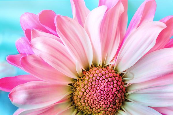 Flower petals form a pattern