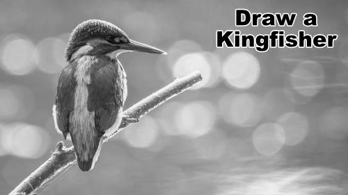 how-to-draw-a-kingfisher