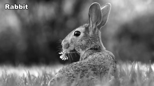 how-to-draw-a-rabbit-banner-500-80