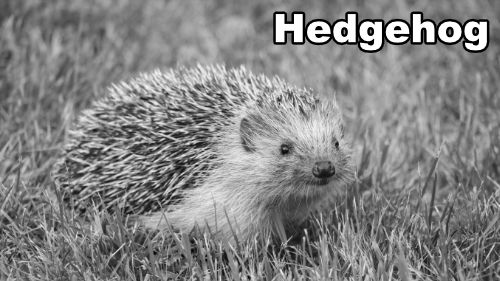 how-to-draw-hedgehog-banner-1920