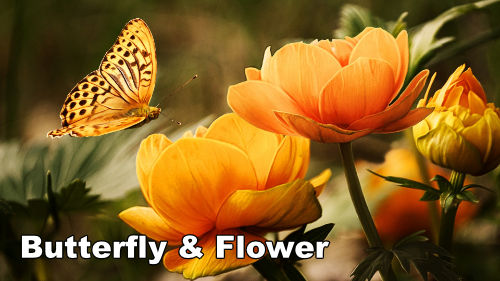 how-to-paint-butterfly-flower-oil-banner-1920 how to paint a butterfly & flower in oil