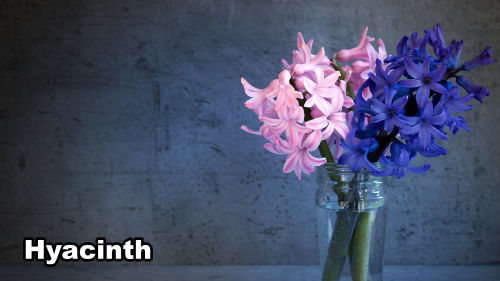 how-to-paint-hyacinth-flowers-in-acrylic-banner-1920